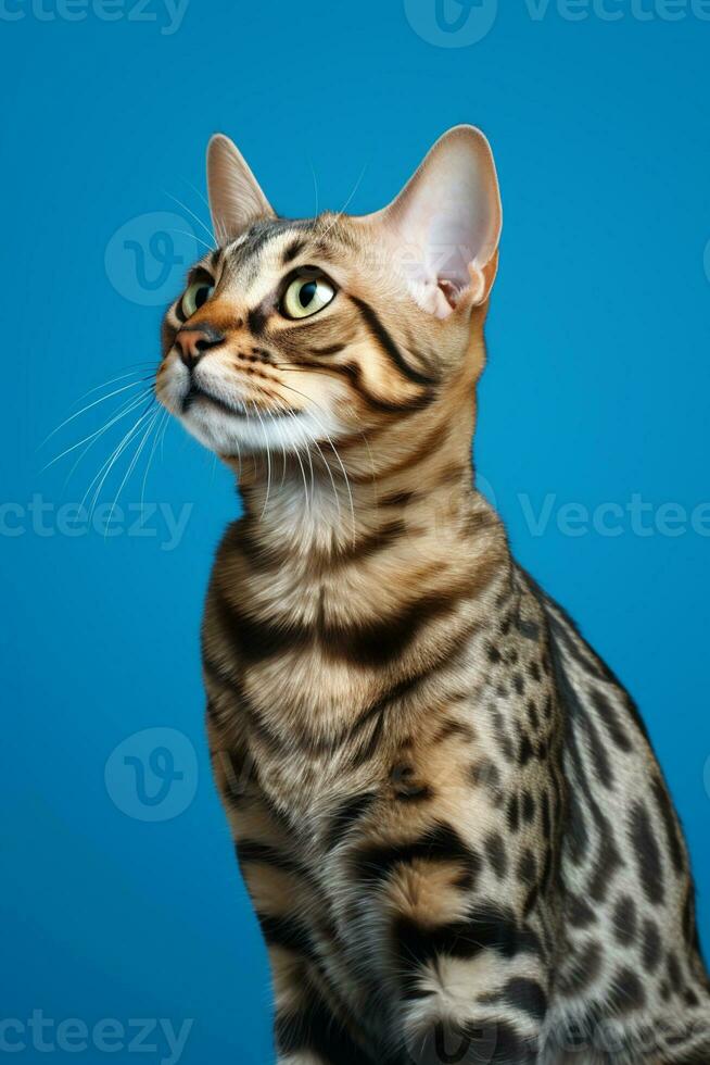 AI generated a bengal cat sitting on a blue background photo