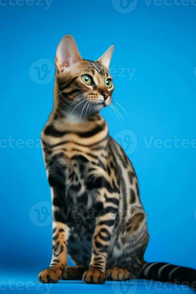 AI generated a bengal cat sitting on a blue background photo