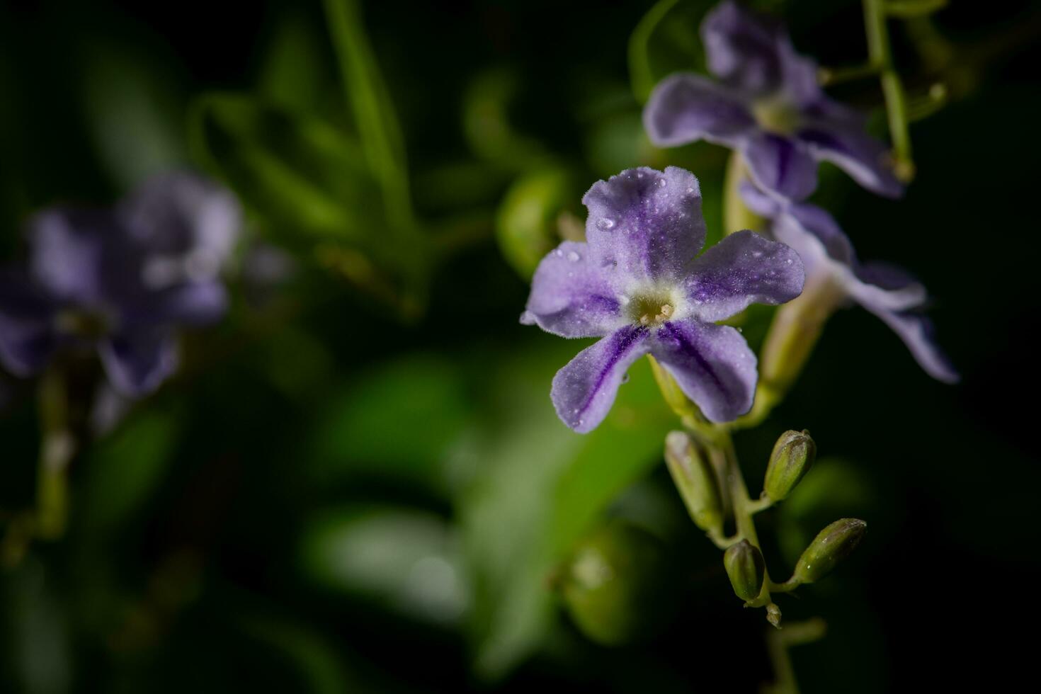 purple forget me not flowers on blur green nature background. photo