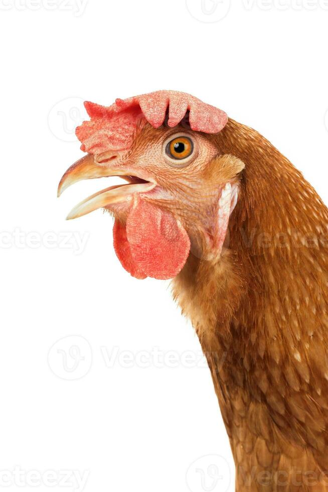 close up detail of brown chicken head open bill mouth isolated white background photo