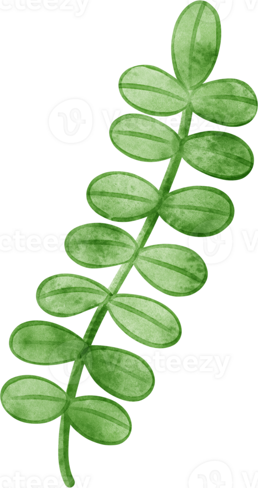 watercolor green leaves illustration png