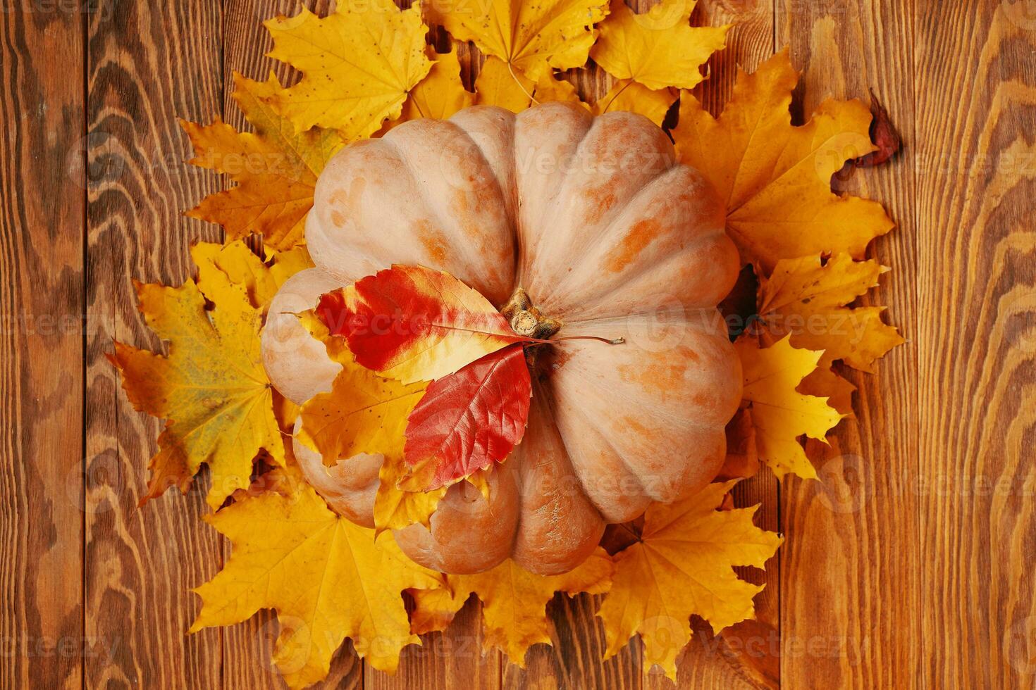 Flat lay of a ripe round pumpkin and autumn leaves. photo