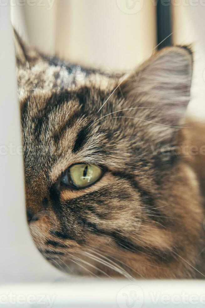 Fluffy cat look at camera with one eye. Curious multicolored pussycat is lying on desktop. Pussycat peeks out from white object. Pets and lifestyle concept. Domestic animal themes. photo