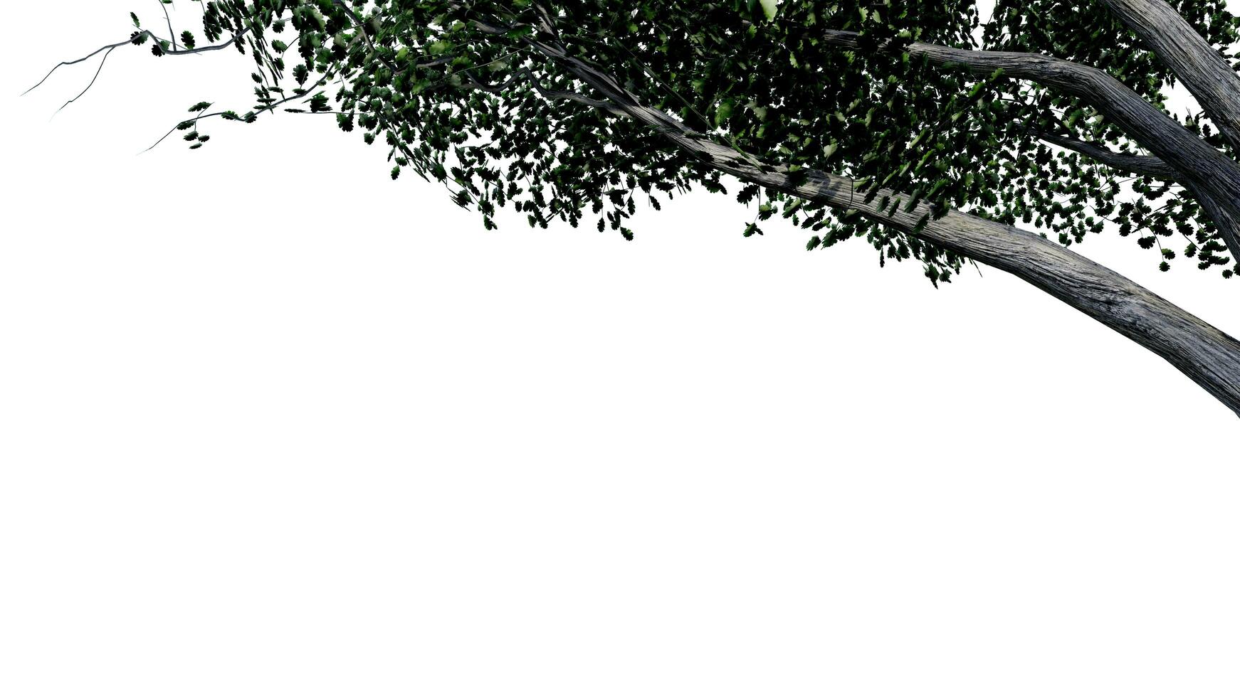 tree leave nature transparent cut out forest isolated background 3d render. photo