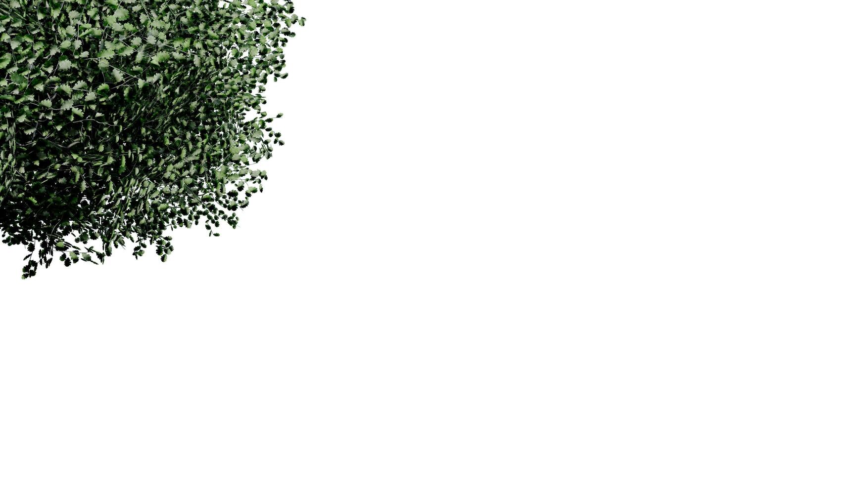 tree leave nature transparent cut out forest isolated background 3d render. photo