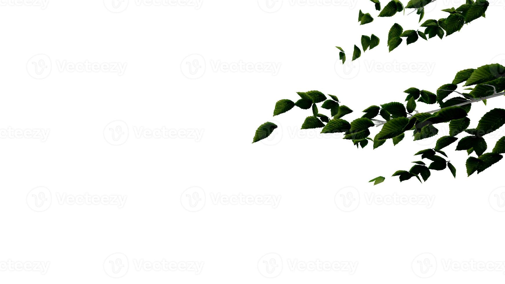 tree leave nature transparent cut out forest isolated background 3d render. photo