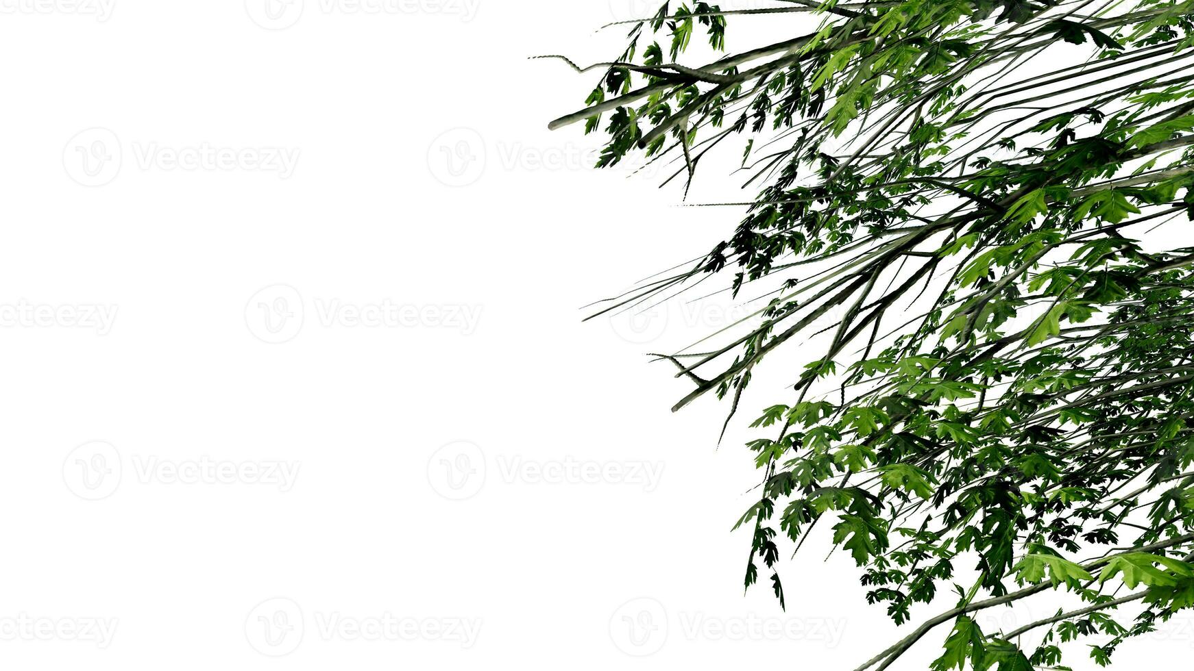 tree leave nature transparent cut out forest isolated background 3d render. photo