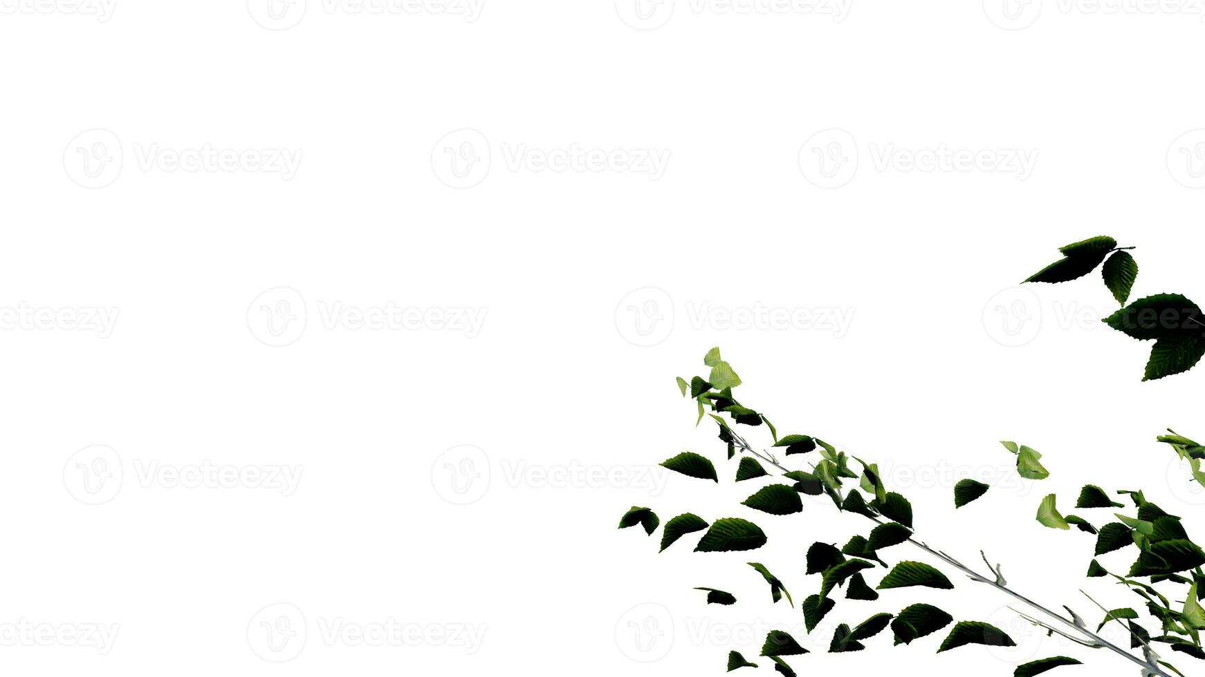 tree leave nature transparent cut out forest isolated background 3d render. photo