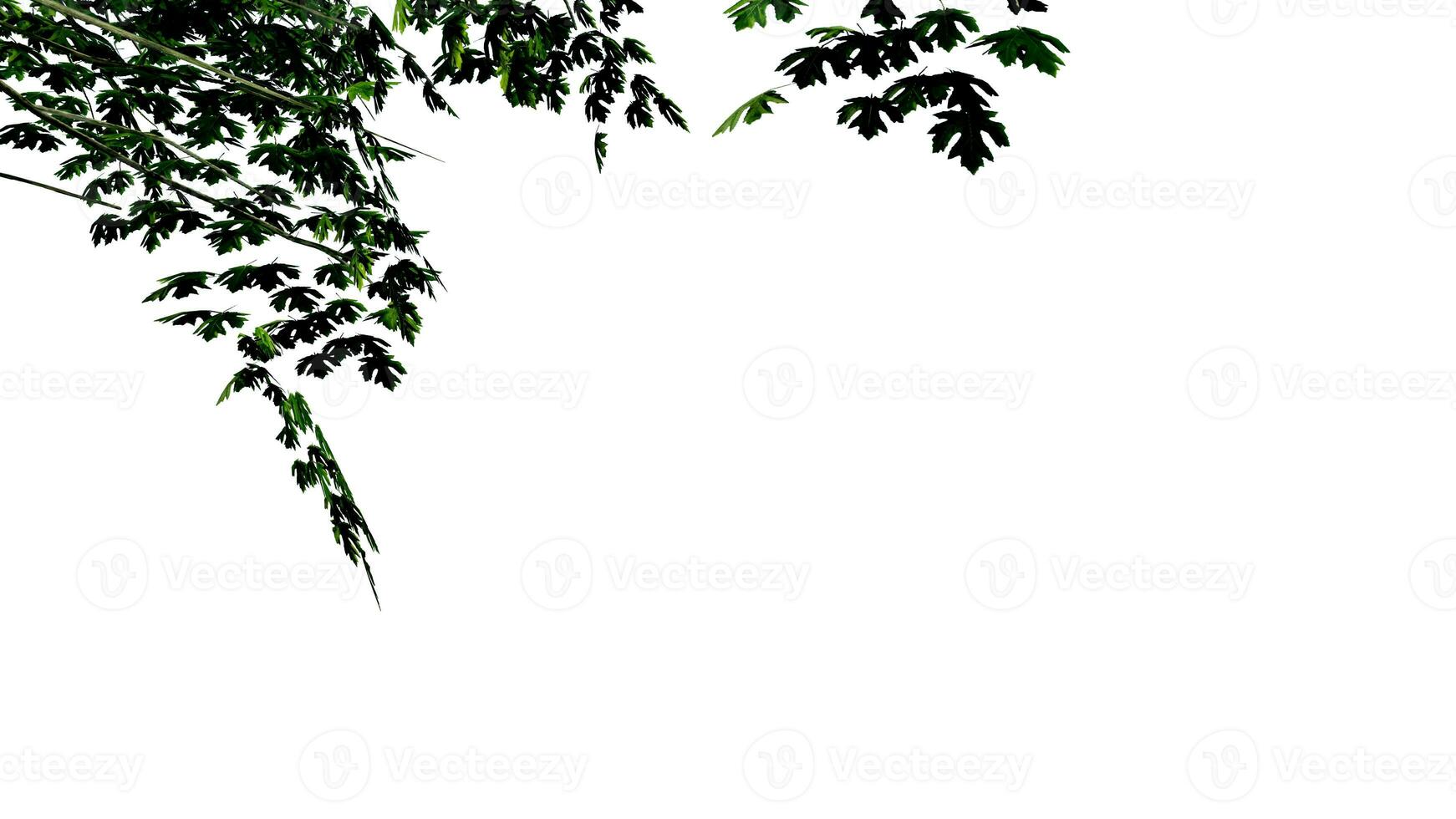 tree leave nature transparent cut out forest isolated background 3d render. photo