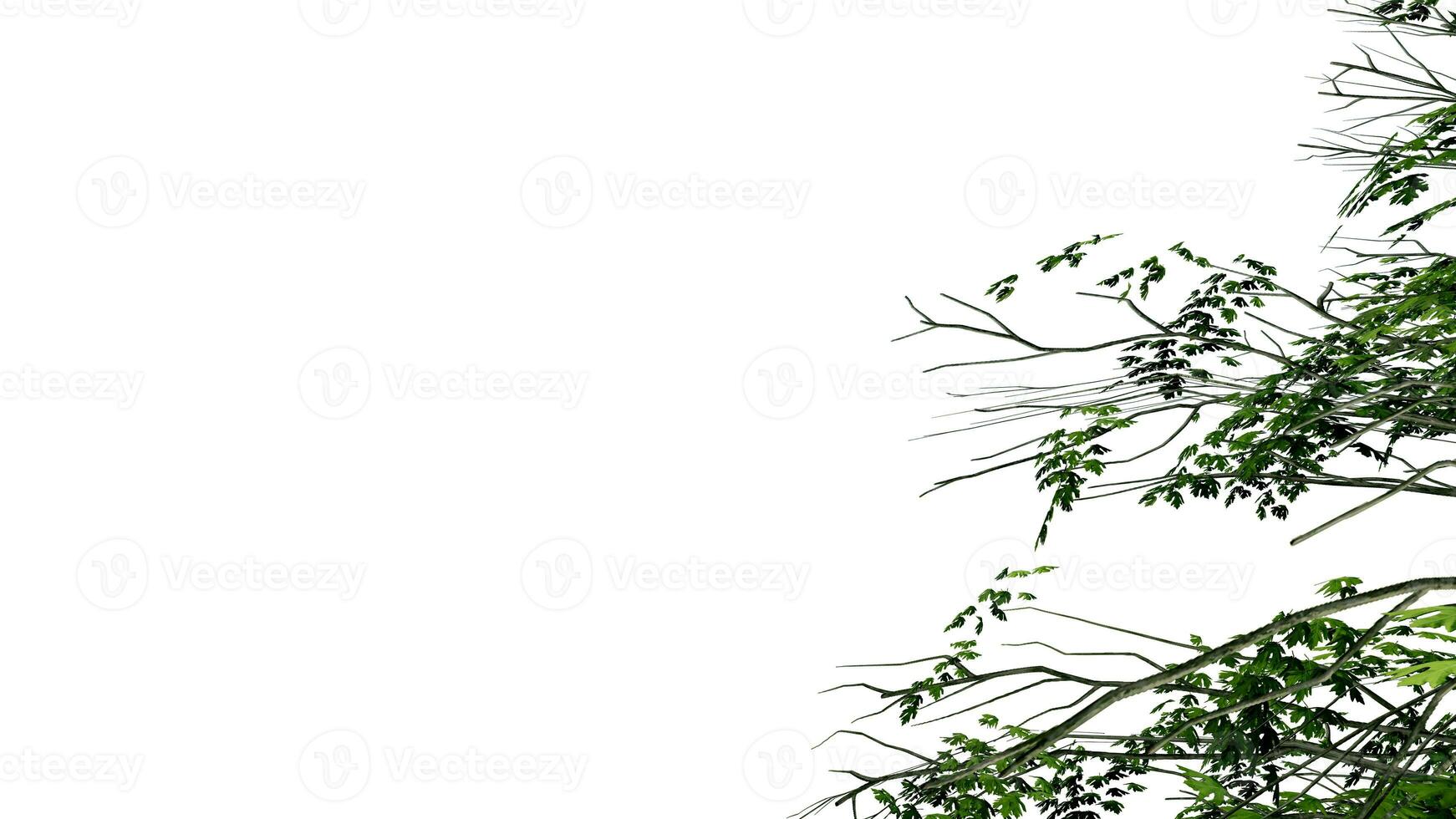 tree leave nature transparent cut out forest isolated background 3d render. photo