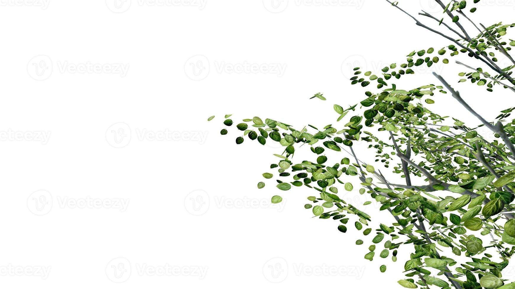 tree leave nature transparent cut out forest isolated background 3d render. photo