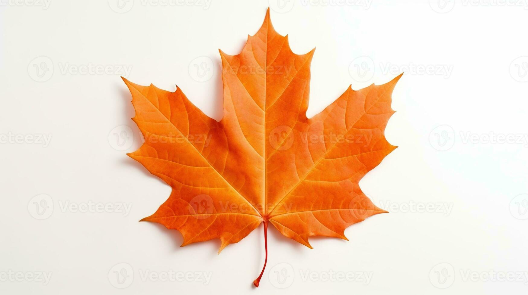 AI generated Maple Leaf Isolated on the White Background photo