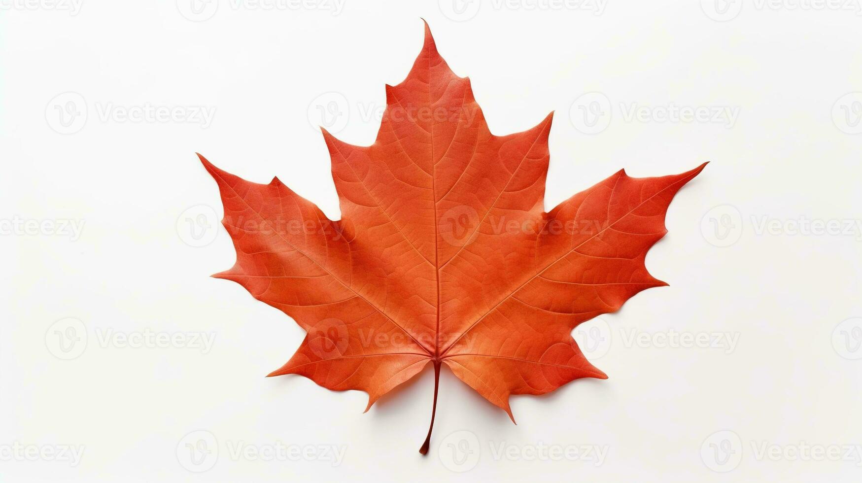 AI generated Maple Leaf Isolated on the White Background photo