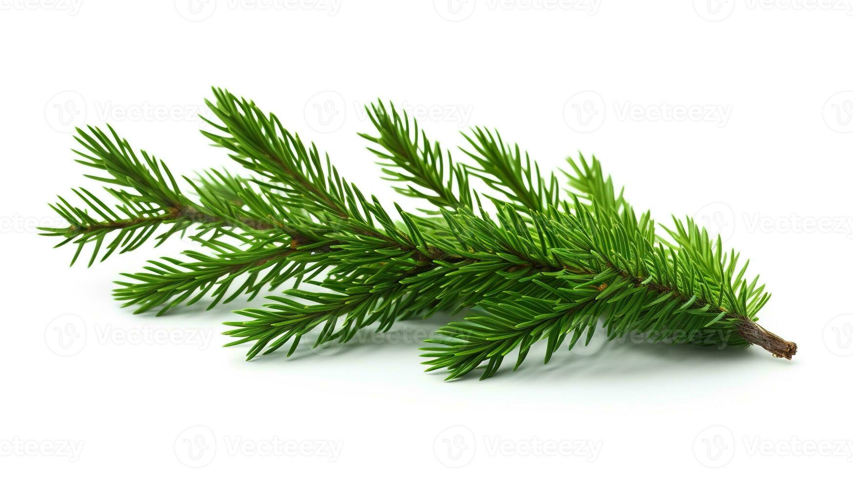 AI generated Spruce Branch Isolated on the White Background, Christmas Event photo