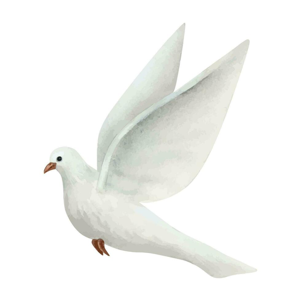 White flying dove of peace watercolor illustration. Hand drawn pigeon bird in realistic simple style vector
