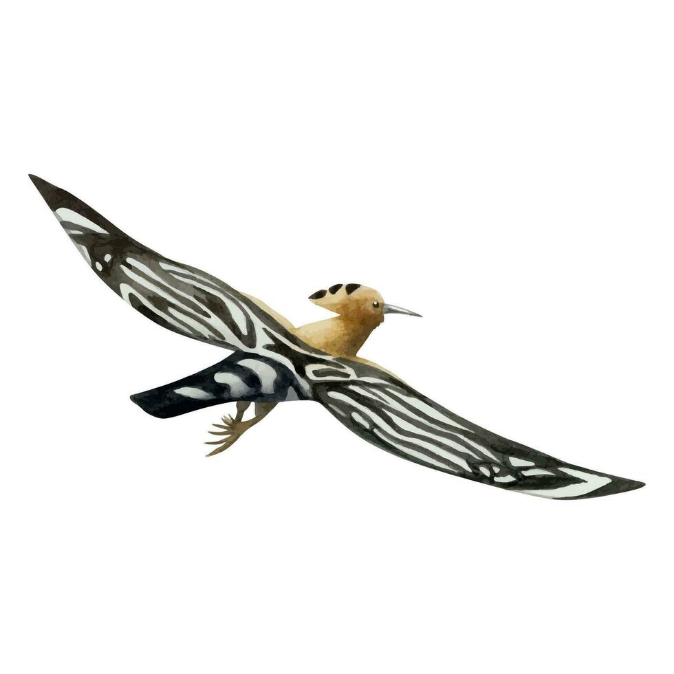 Flying hoopoe bird watercolor illustration. Hand drawn Eurasian Upupa epops national symbol of Israel vector