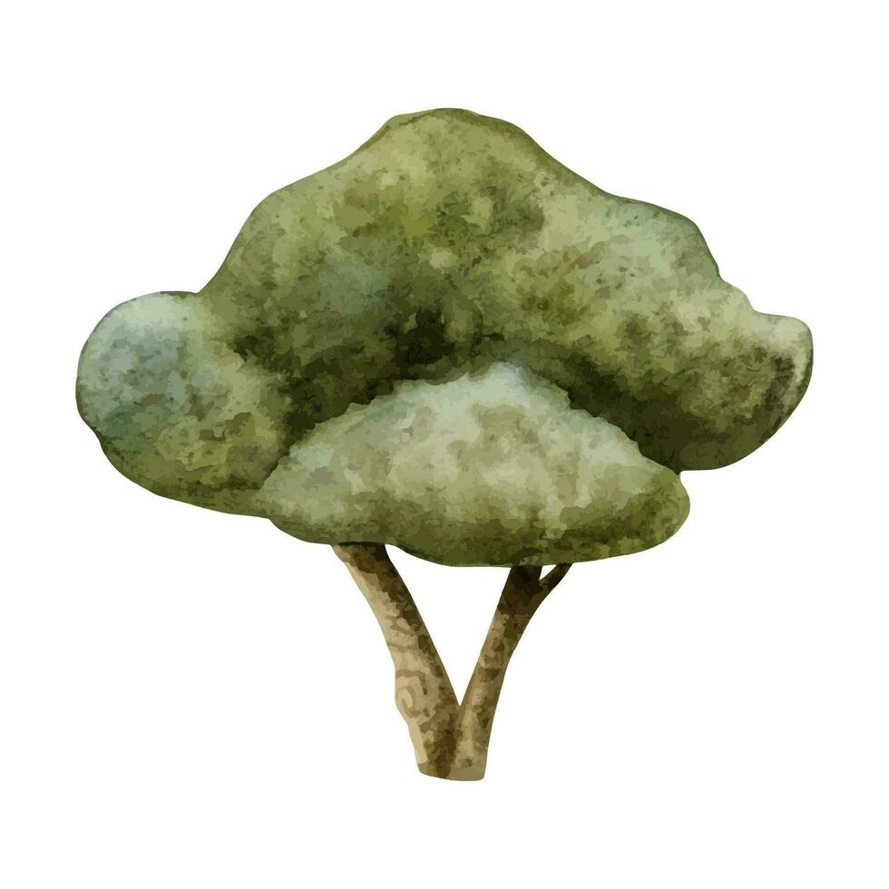 Olive tree watercolor illustration for Mediterranean designs, Green maple, oak or evergreen plant in simple style vector