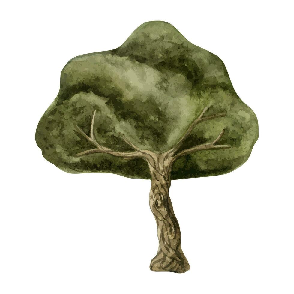 verde aceituna árbol acuarela vector ilustración para Mediterráneo diseños, arce, roble o hojas perennes planta en sencillo estilo