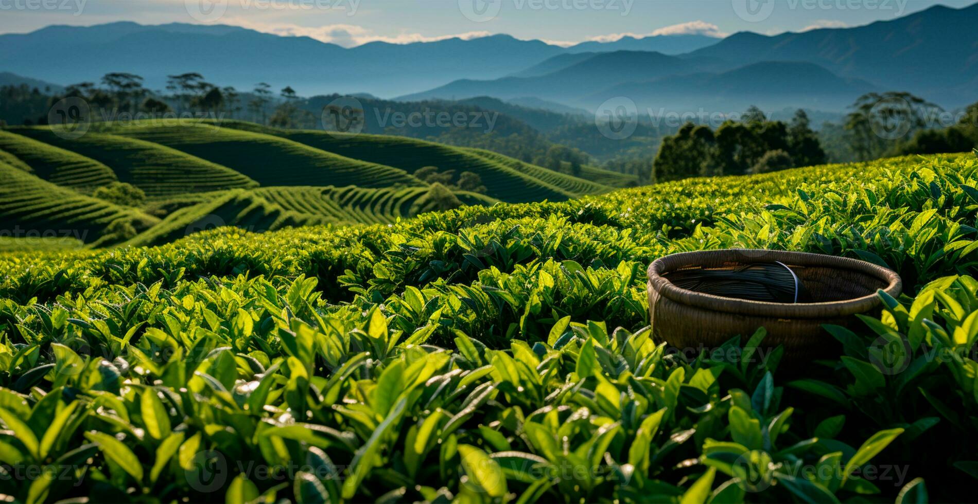 AI generated Tea harvesting on a plantation in India - AI generated image photo