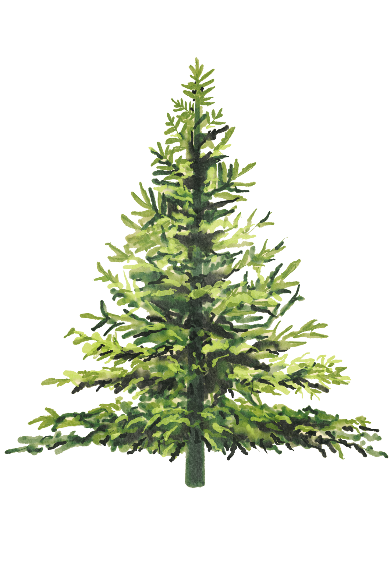 christmas-tree-green-35153636-png