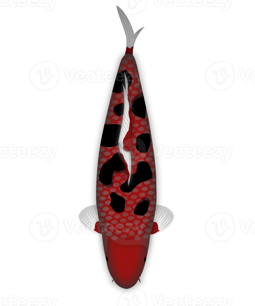 koi pescado Hola bekko png