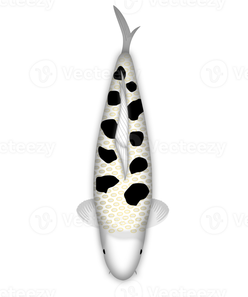 Koi Fish Bekko Ginrin png