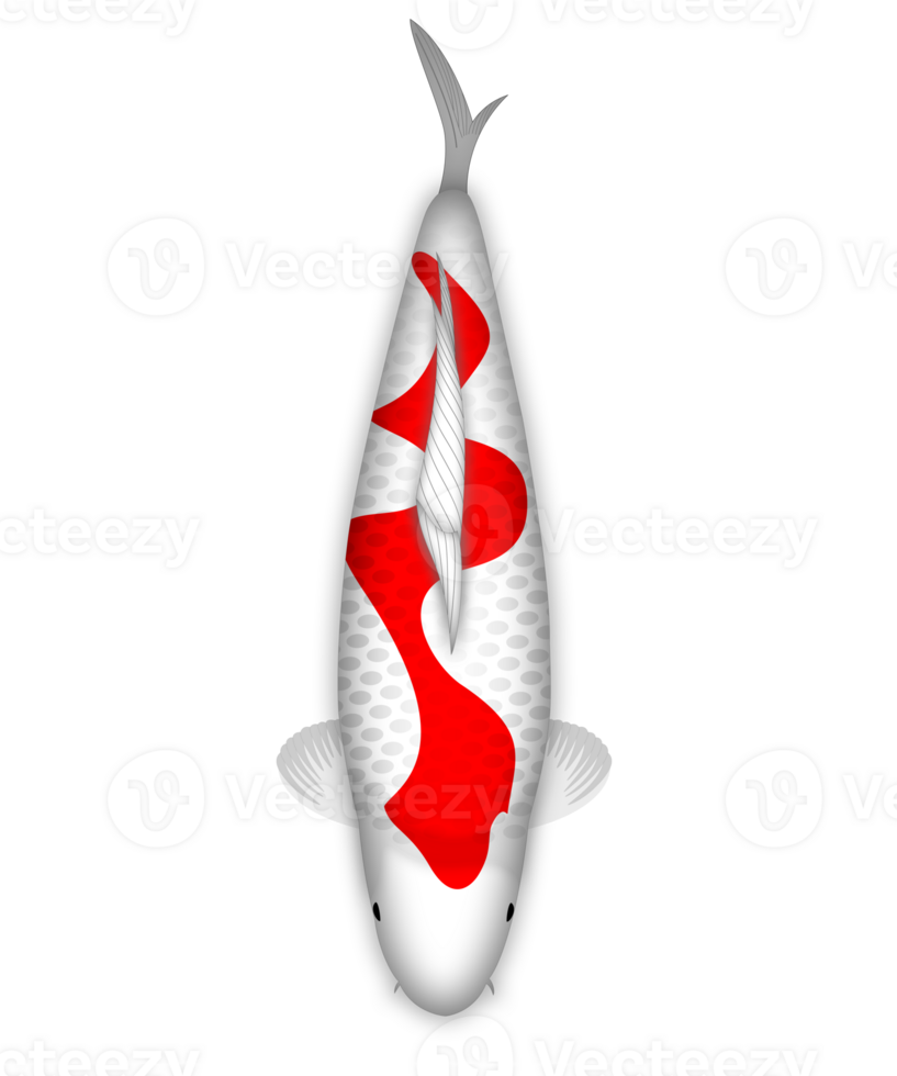 Koi Fish Kohaku Inazuma png