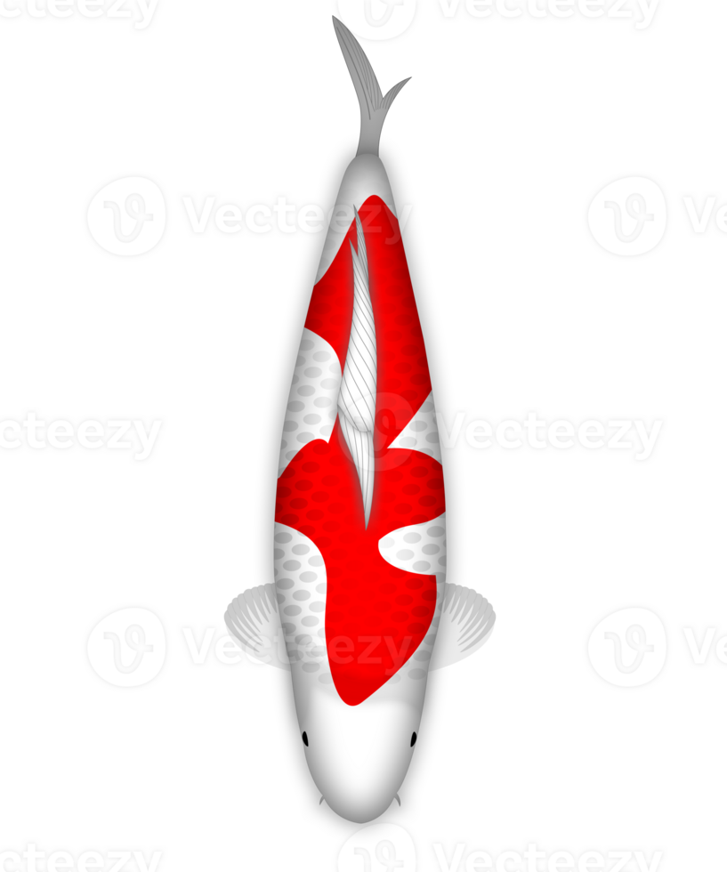 Koi Fish Kuhaku Straight Hi png