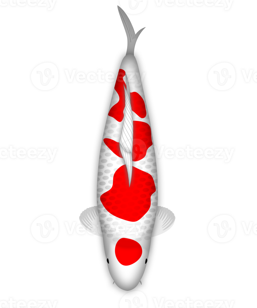 koi pesce kohaku maruten png