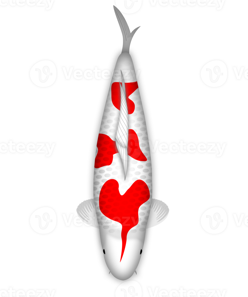 Koi Fish Kohaku Hanatsuki png
