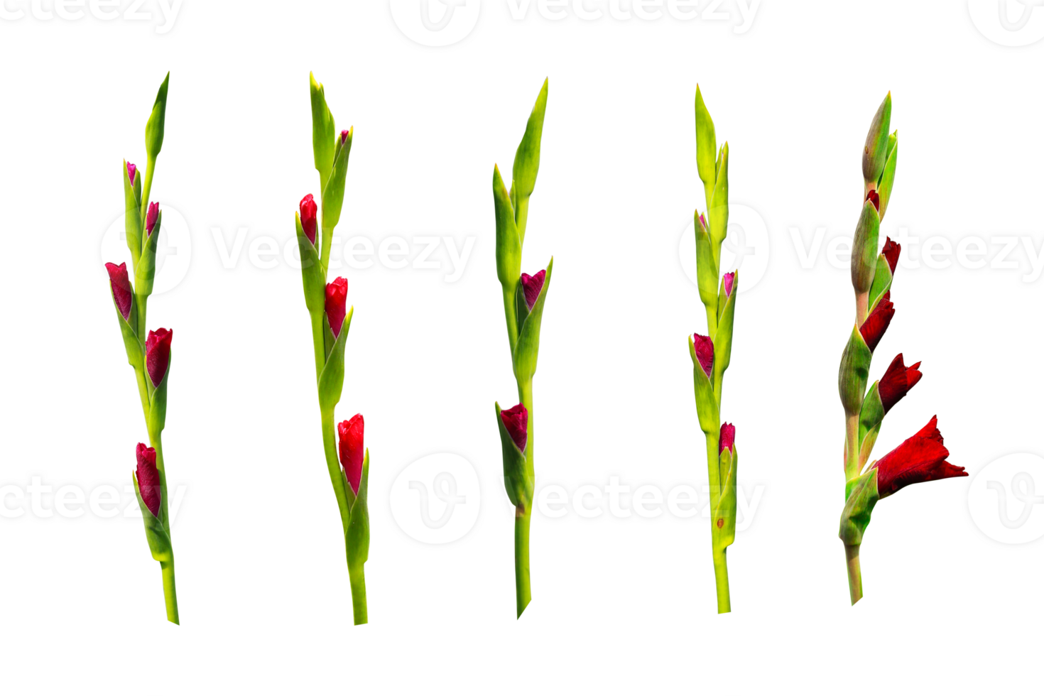 Red gladiolus flower collection isolated on a transparent background with clipping path included png
