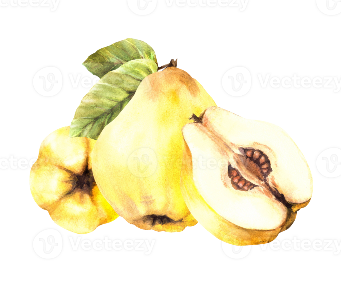 Hand painted watercolor arrangement. Yellow ripe juicy quince whole and cut fruits with seeds inside and leaves. Clipart illustration for sticker, food, drink label, logo. png