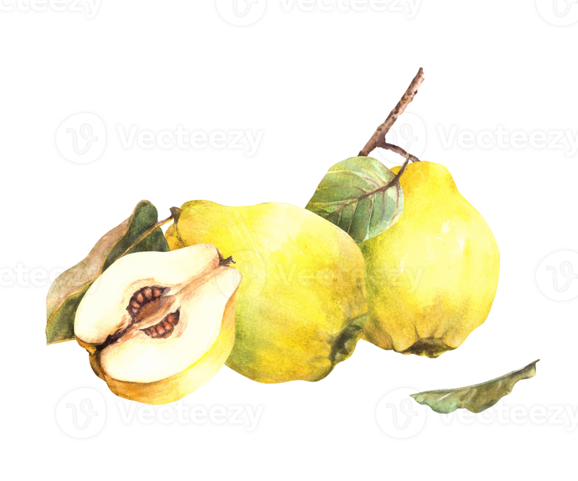 Hand painted watercolor arrangement. Yellow ripe juicy quince whole and cut fruits with seeds inside, branch and leaves. Clipart illustration for sticker, food, drink label. png