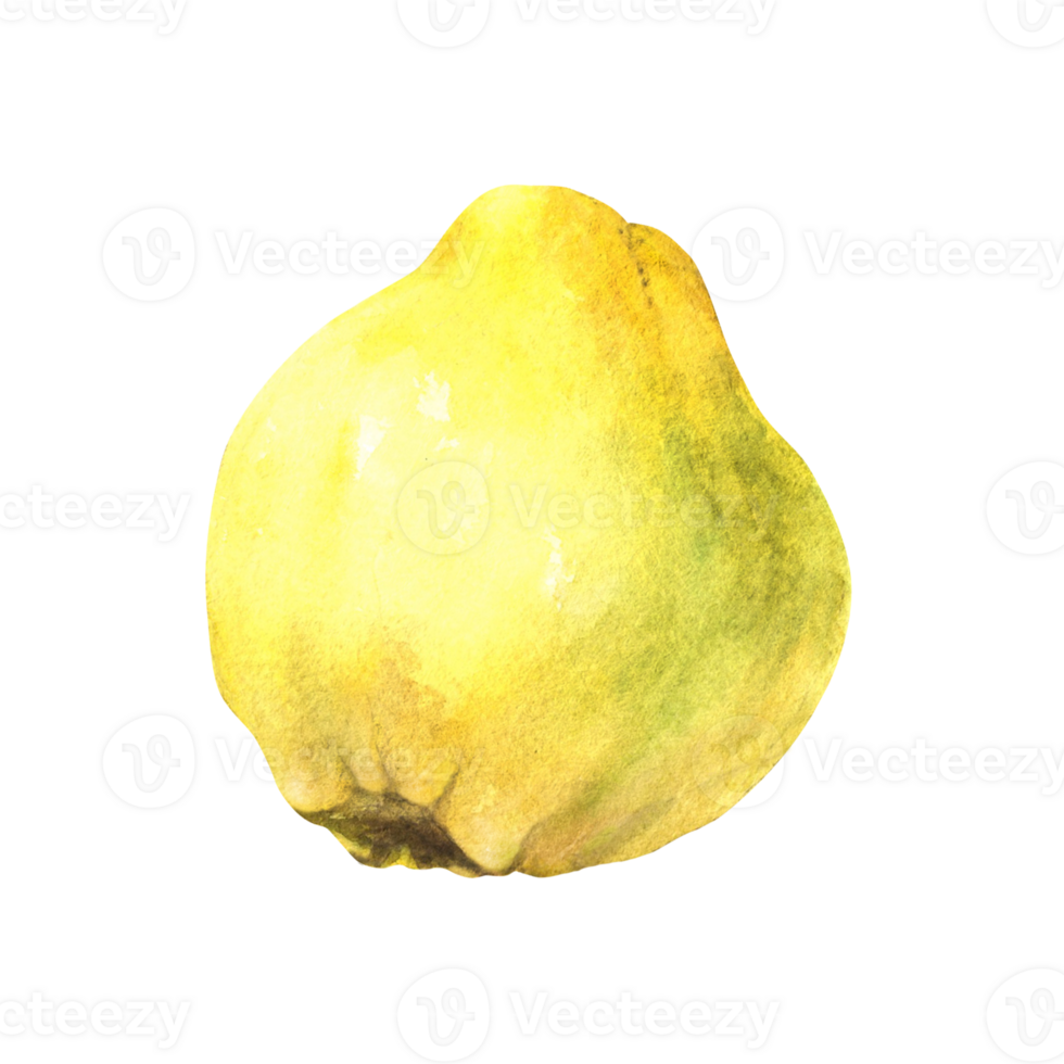 Hand painted watercolor illustration of yellow juicy quince whole ripe fruits. Clipart illustration for sticker, food or drink label, printing. png