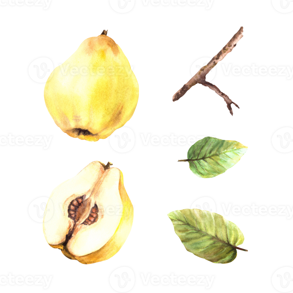 Hand painted watercolor set of yellow ripe juicy quince whole and cut fruits, leaves and branches. Clipart illustration for sticker, food or drink label. png