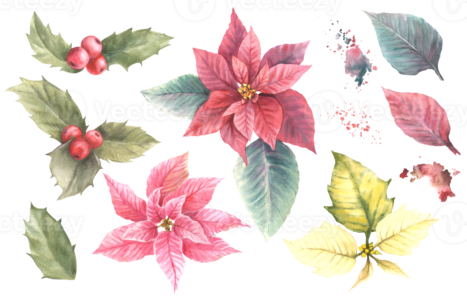 Watercolor painted set of pink, red yellow Poinsettia flowers, leaves, holly berry with aquarelle splashes illustration. Plant for Christmas, New Year card, winter clipart png