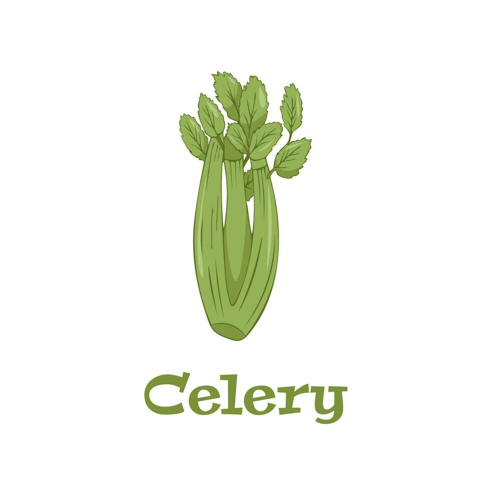 Nature organic vegetable Celery, healthy vector colorful food.