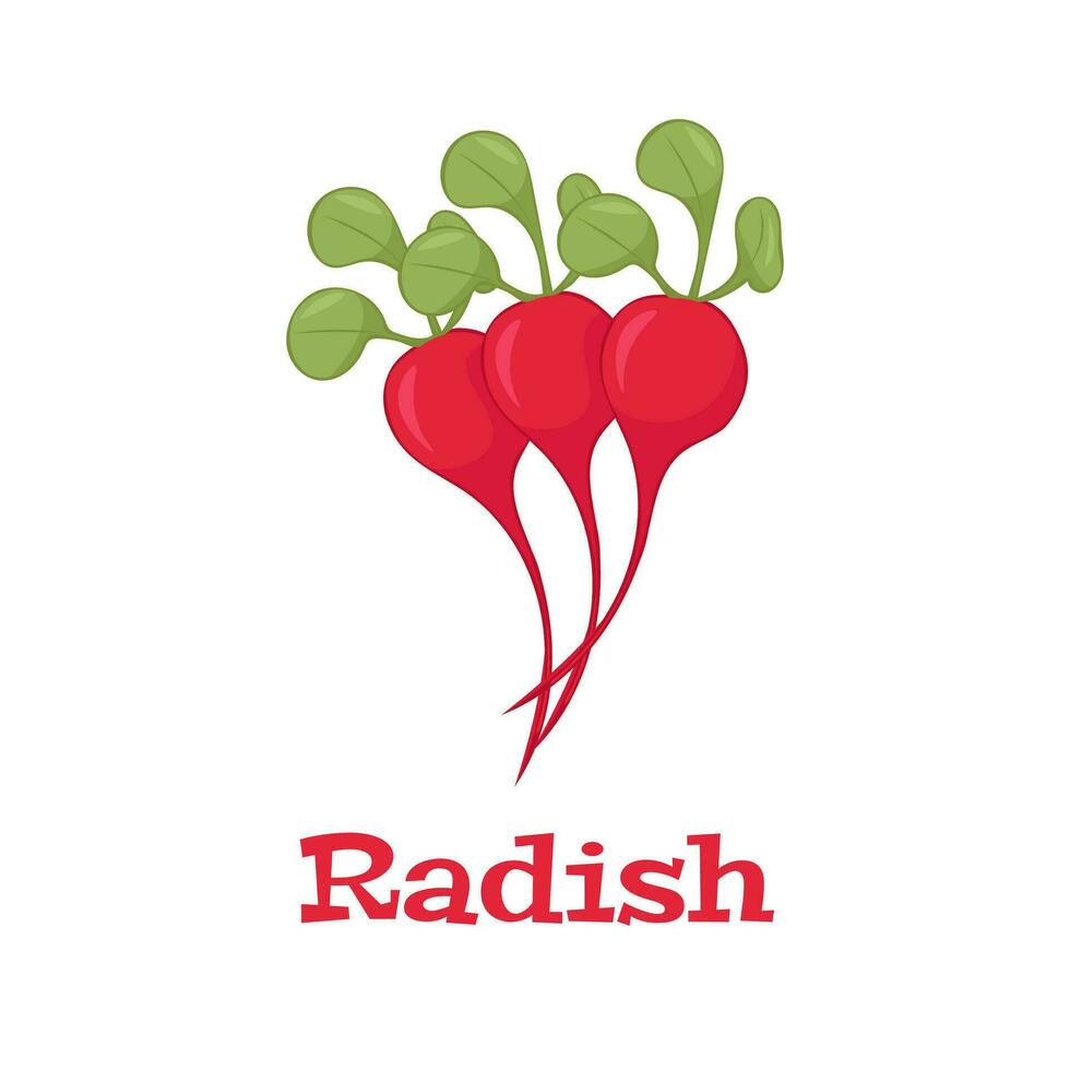 Radish isolated icon on white background. Radish vector illustration.