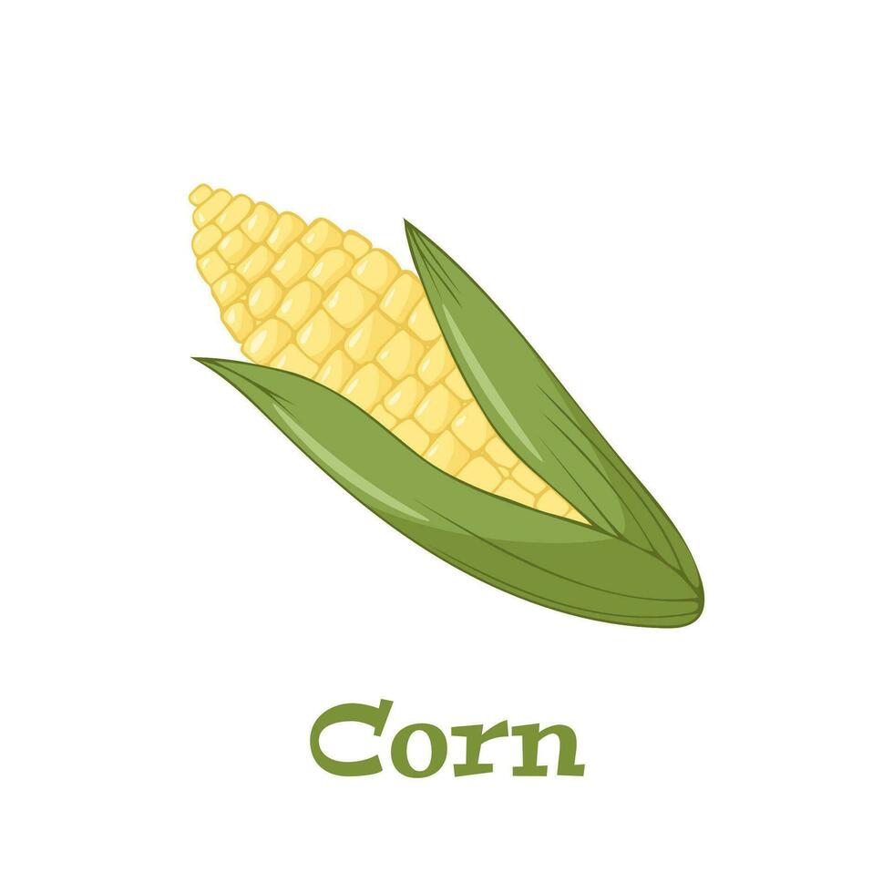 Vector illustration of sweet golden corn. Bunch of Corn. summer farm design elements.