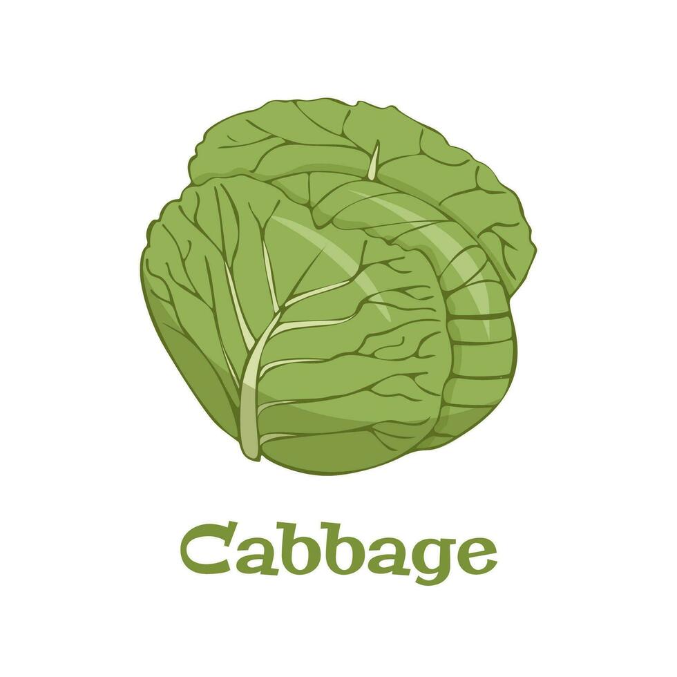 Cabbage icon in flat style. Isolated object. Cabbage logo. Vegetable from the garden. Organic food. Vector illustration.