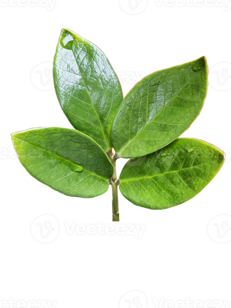 green leaf on transparent background png