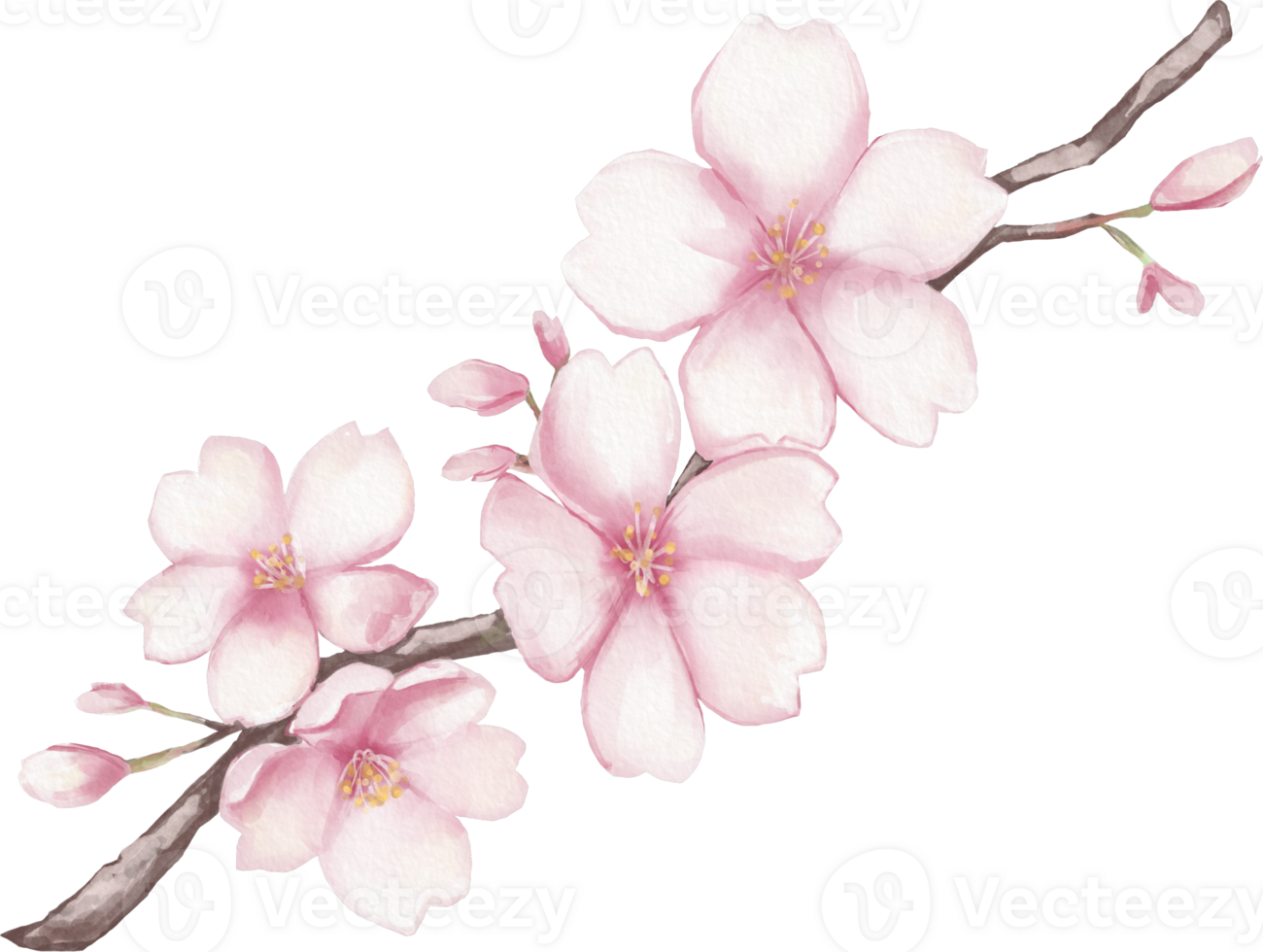 Cherry Blossom Flower Watercolor Isolated png