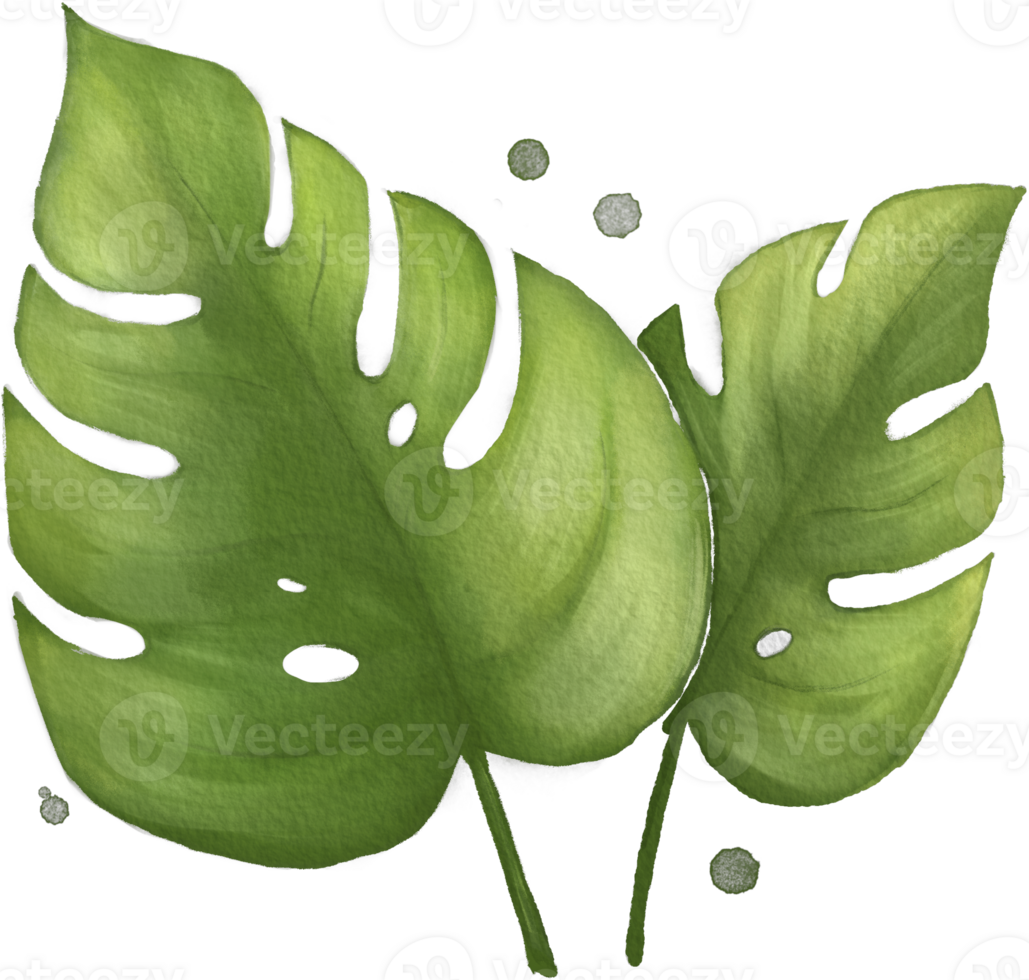 Monstera leaf watercolor green png