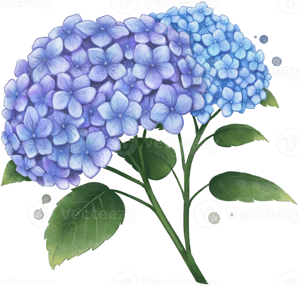 Hydrangea Flower Watercolor Isolated png