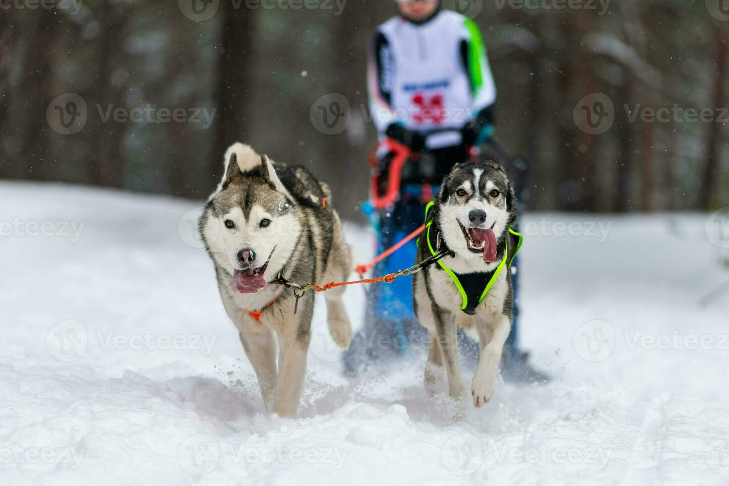 Sled dog racing. Husky sled dogs team in harness run and pull dog driver. Winter sport championship competition. photo