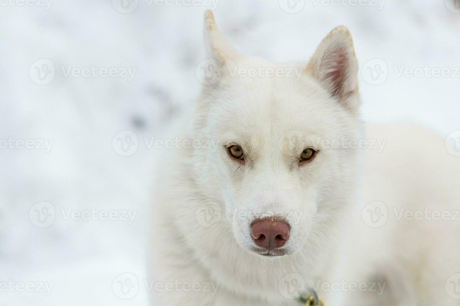 Husky dog portrait, winter snowy background. Funny pet on walking before sled dog training. photo