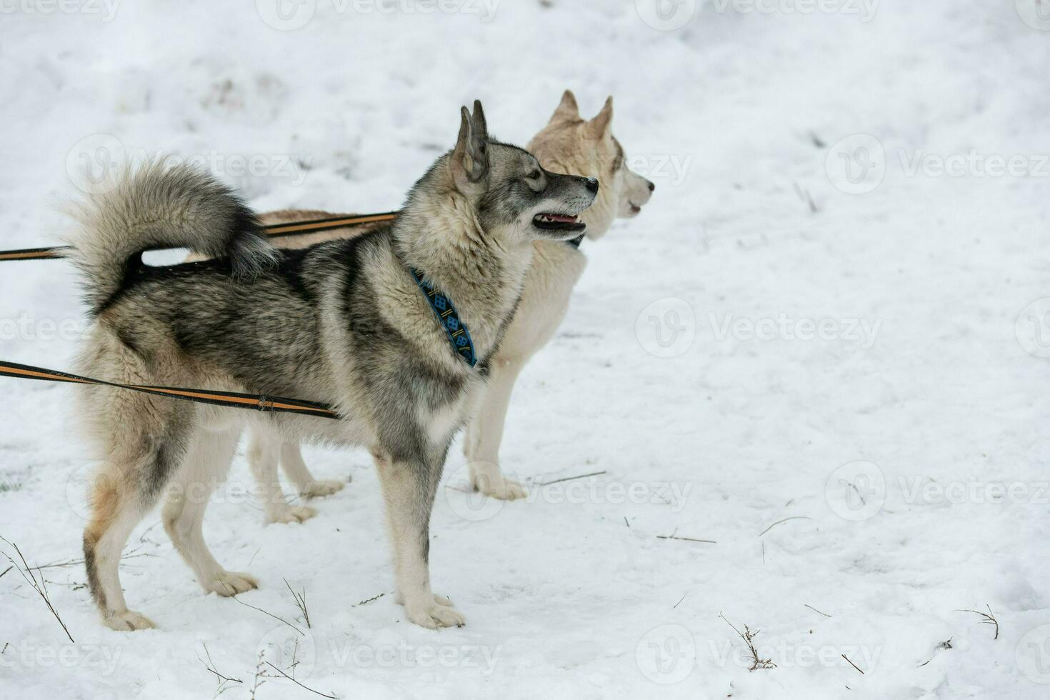 Husky dogs on tie out cable, waiting for sled dog race, winter background. Some adult pets before sport competition. photo