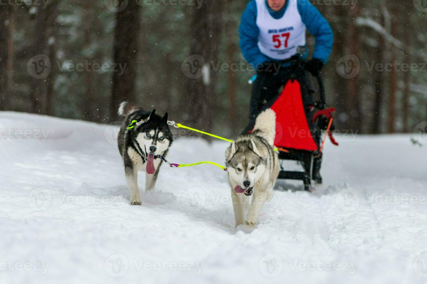 Husky sled dogs team in harness run and pull dog driver. Sled dog racing. Winter sport championship competition. photo