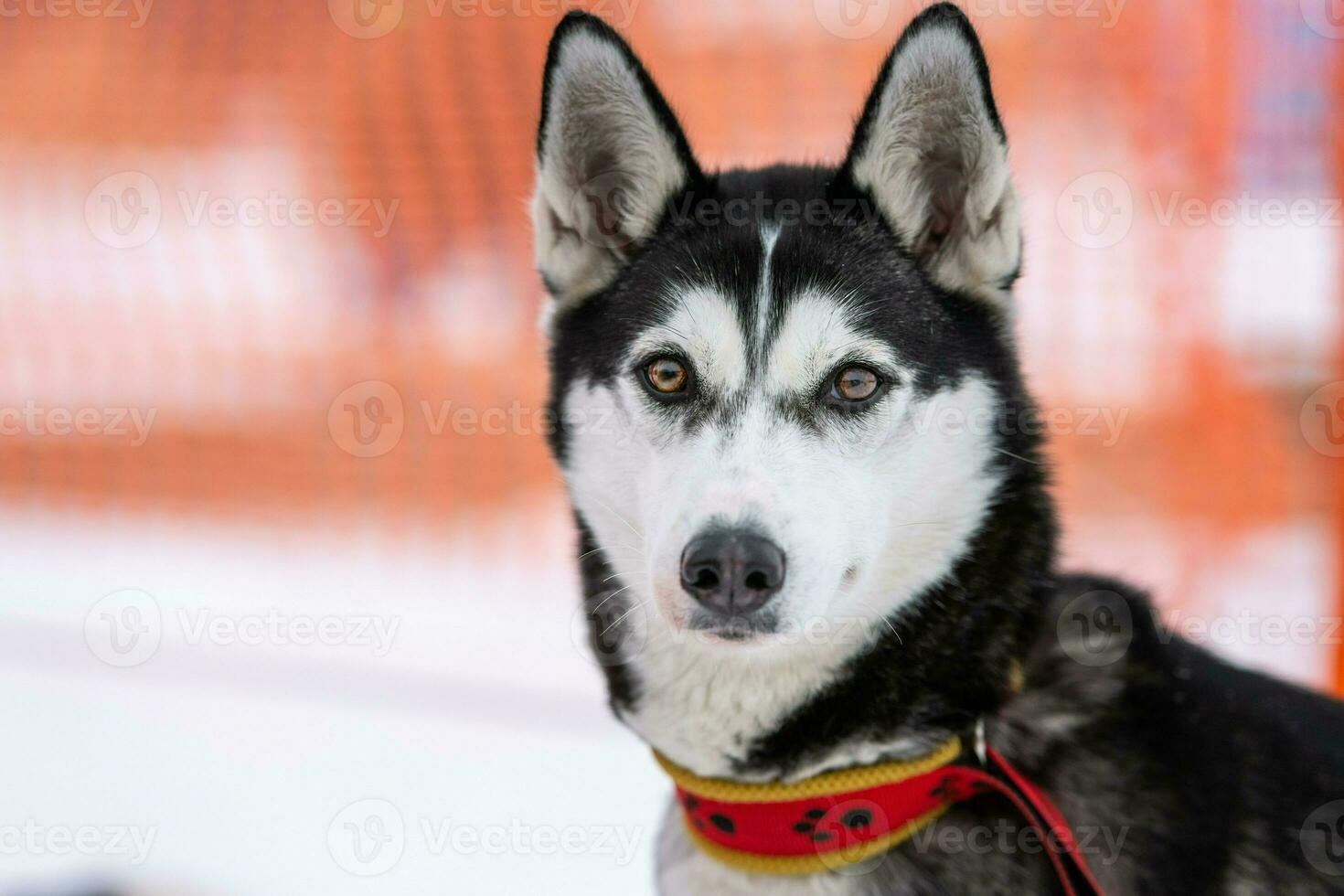 Husky dog portrait, winter snowy background. Funny pet on walking before sled dog training. photo