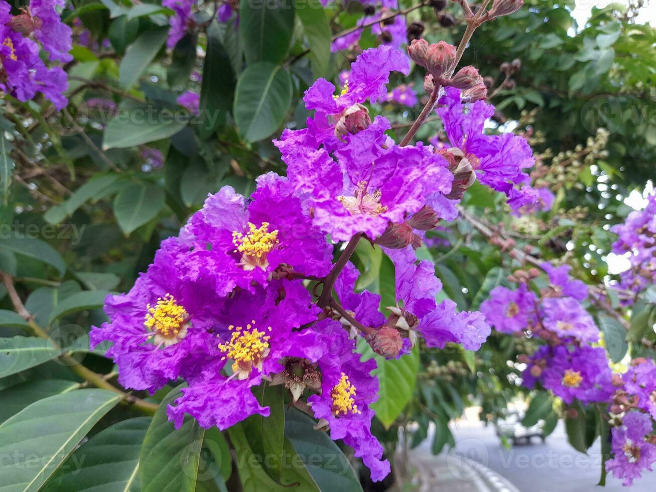 Beautiful purple crape myrtle blooms on the island of Lombok, Indonesia photo